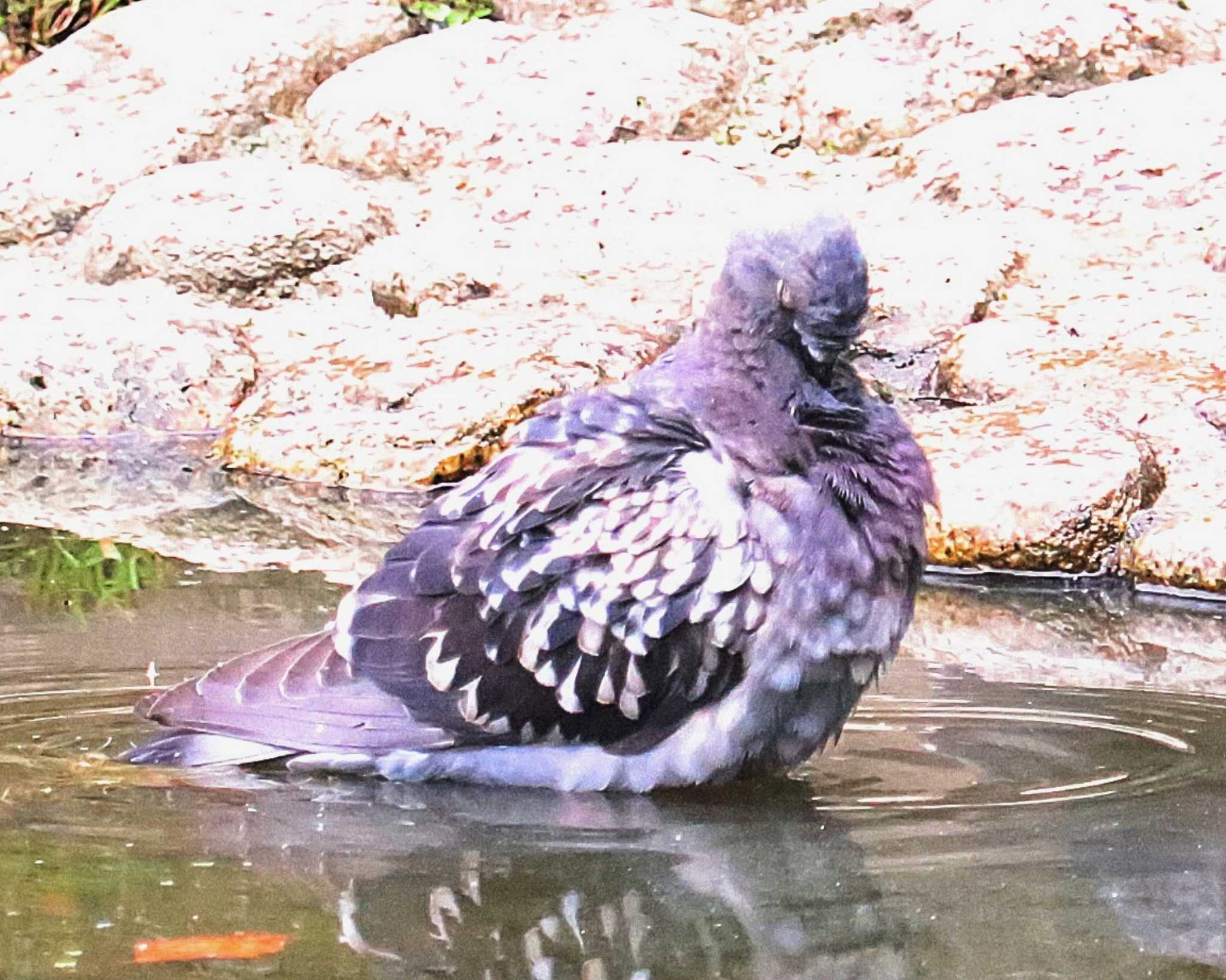 Rock Dove