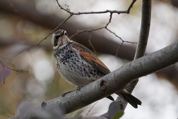 Dusky Thrush Koyaike Park Sat, 12/30/2017