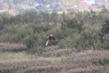 2022年10月6日(木) 舞鶴遊水地の野鳥観察記録