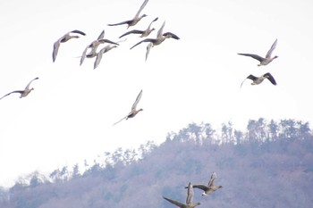 Greater White-fronted Goose 琵琶湖 Tue, 12/26/2017