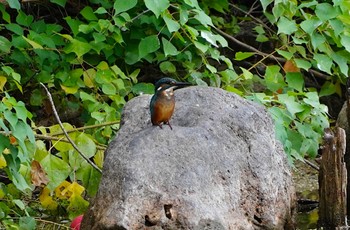 Common Kingfisher 城北公園 Wed, 10/5/2022