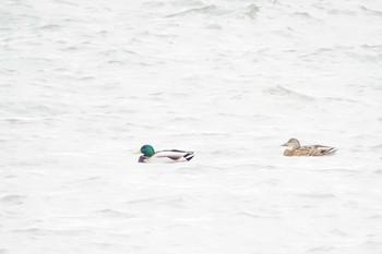 マガモ 琵琶湖 2017年12月26日(火)