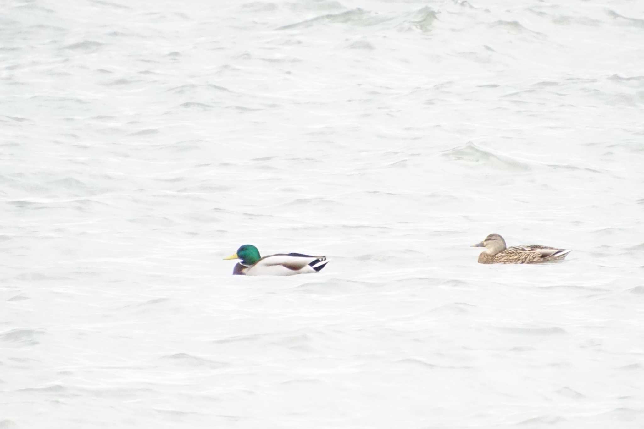 Photo of Mallard at 琵琶湖 by マル