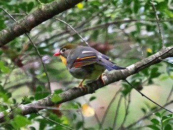 ソウシチョウ 朝霧高原 2022年10月5日(水)