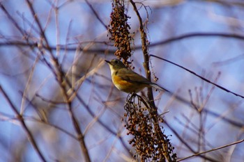 Red-flanked Bluetail きずきの森(北雲雀きずきの森) Thu, 12/21/2017