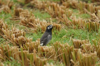 White-cheeked Starling 潟ノ内(島根県松江市) Fri, 10/7/2022