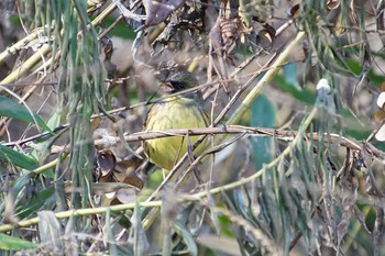 Masked Bunting きずきの森(北雲雀きずきの森) Thu, 12/21/2017