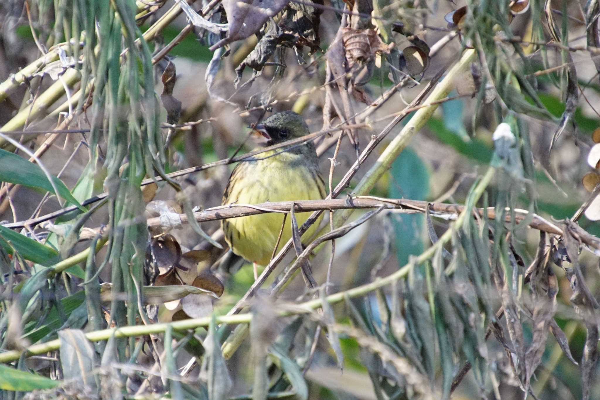 Photo of Masked Bunting at きずきの森(北雲雀きずきの森) by マル