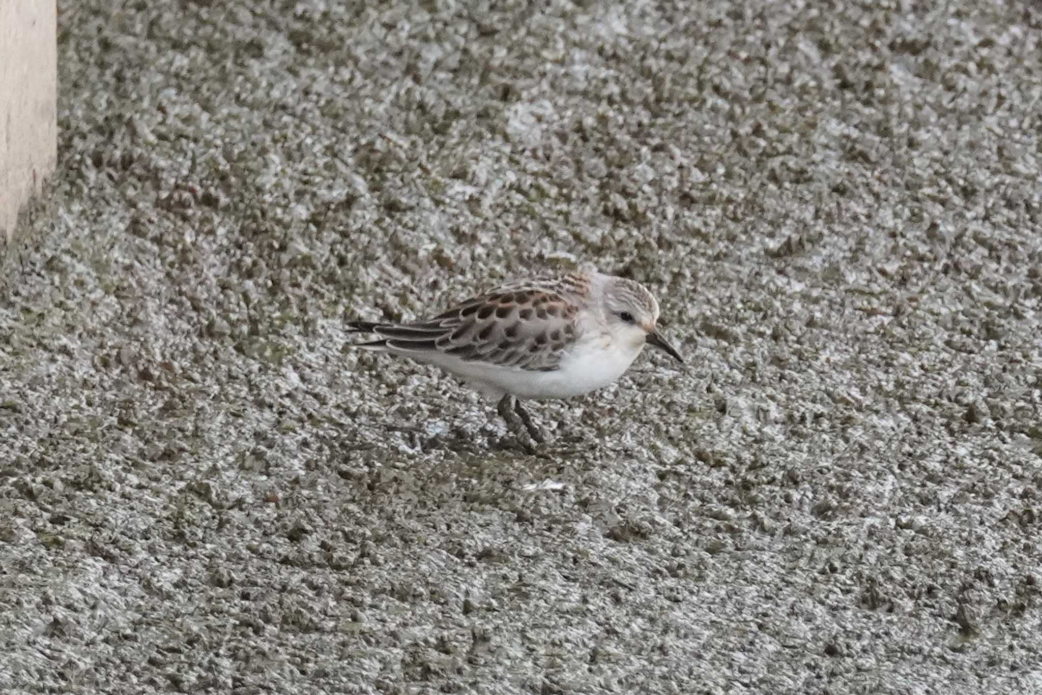 いしかり調整池(石狩調整池) トウネンの写真