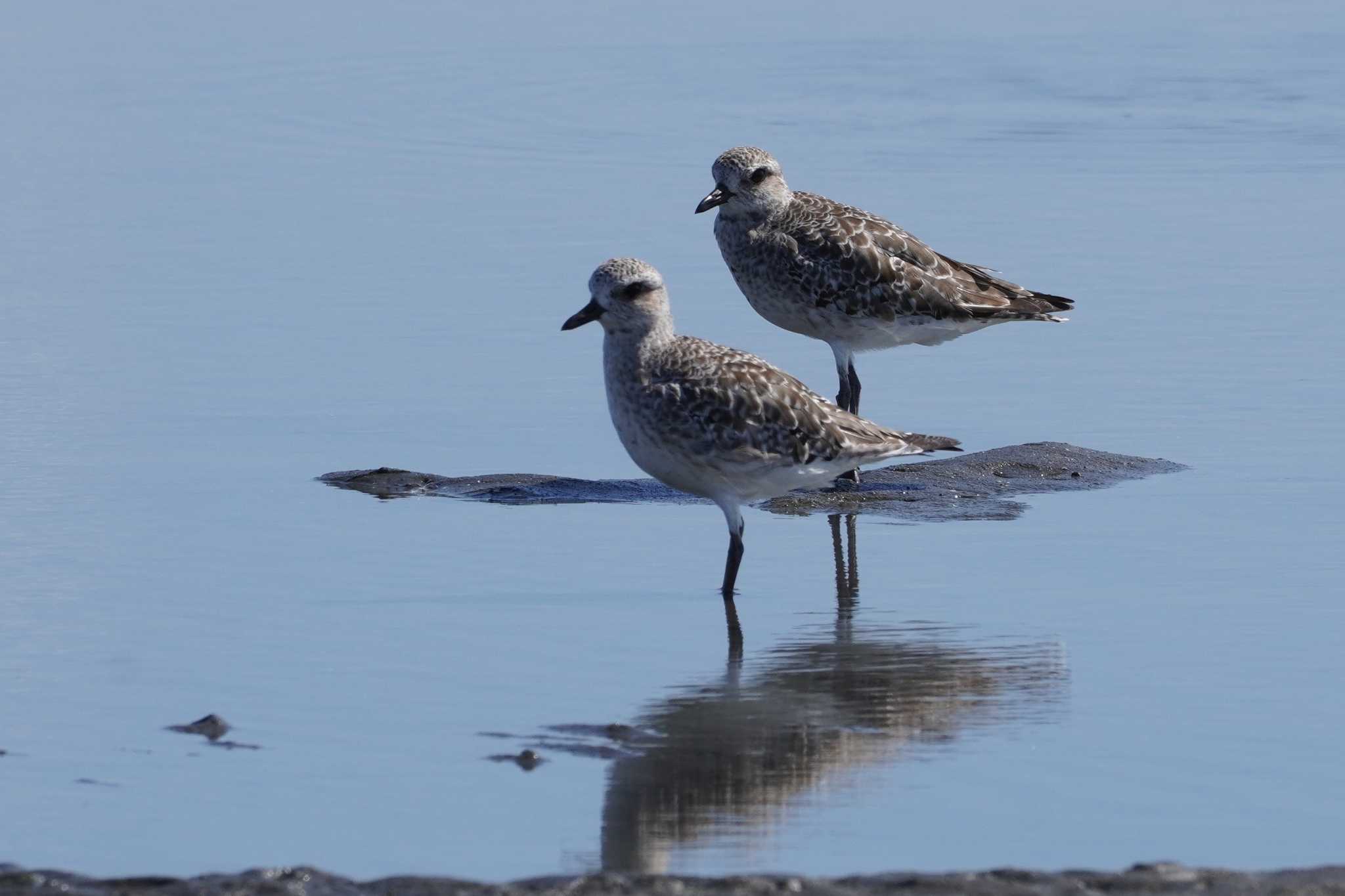 ふなばし三番瀬海浜公園 ダイゼンの写真