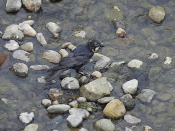 Large-billed Crow 荒川 Sat, 9/17/2022