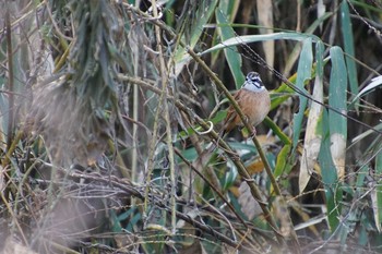 Meadow Bunting きずきの森(北雲雀きずきの森) Thu, 12/21/2017