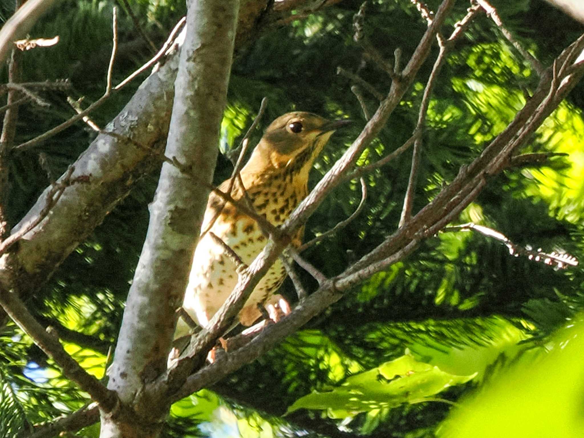 ここでは初。やっと見つけました。