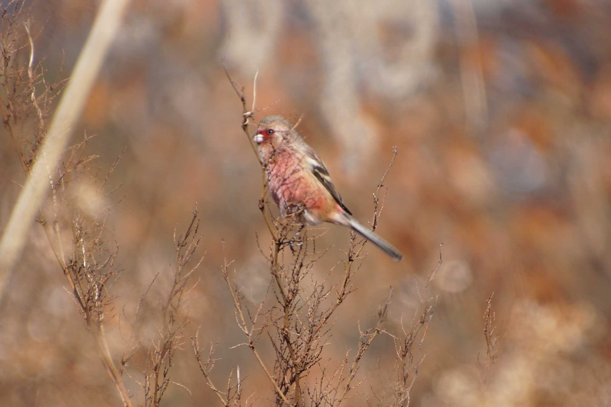 Photo of Siberian Long-tailed Rosefinch at きずきの森(北雲雀きずきの森) by マル