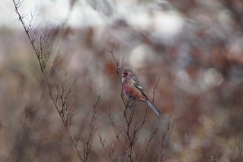 Siberian Long-tailed Rosefinch きずきの森(北雲雀きずきの森) Thu, 12/21/2017