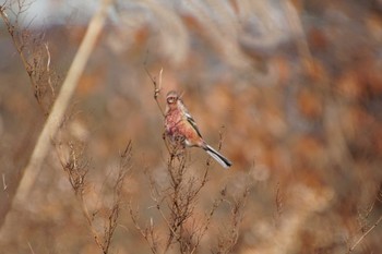 Siberian Long-tailed Rosefinch きずきの森(北雲雀きずきの森) Thu, 12/21/2017
