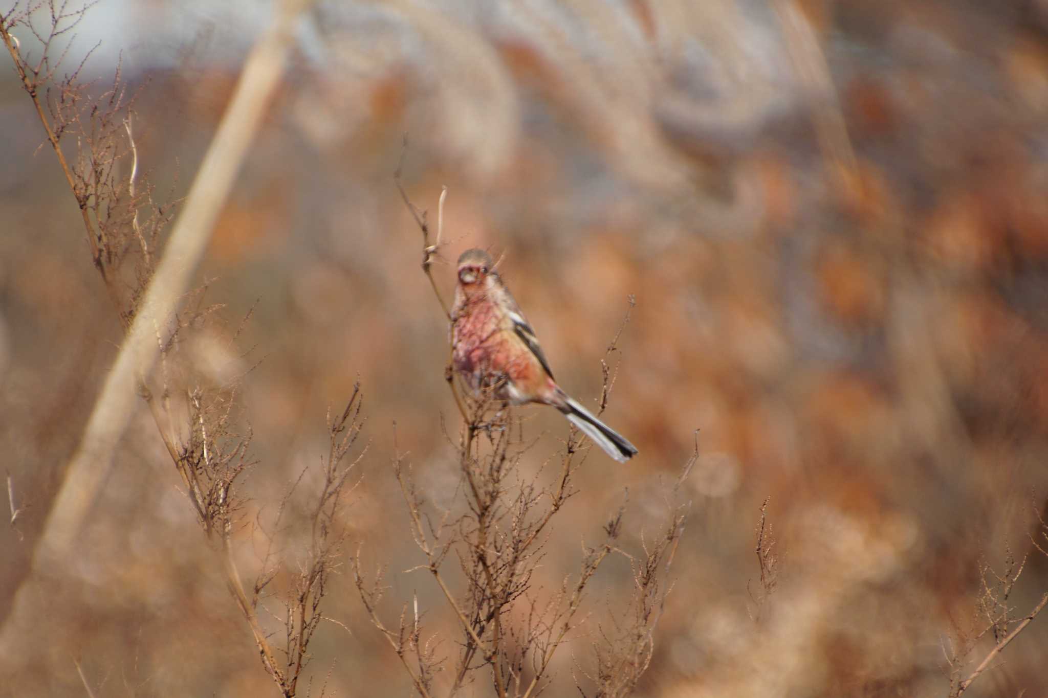 Photo of Siberian Long-tailed Rosefinch at きずきの森(北雲雀きずきの森) by マル