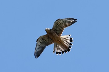 Common Kestrel Unknown Spots Wed, 9/28/2022