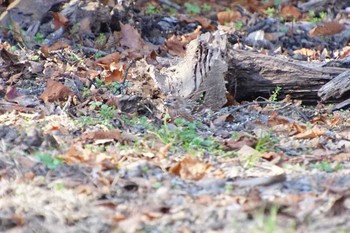 2017年12月3日(日) 和泉葛城山の野鳥観察記録