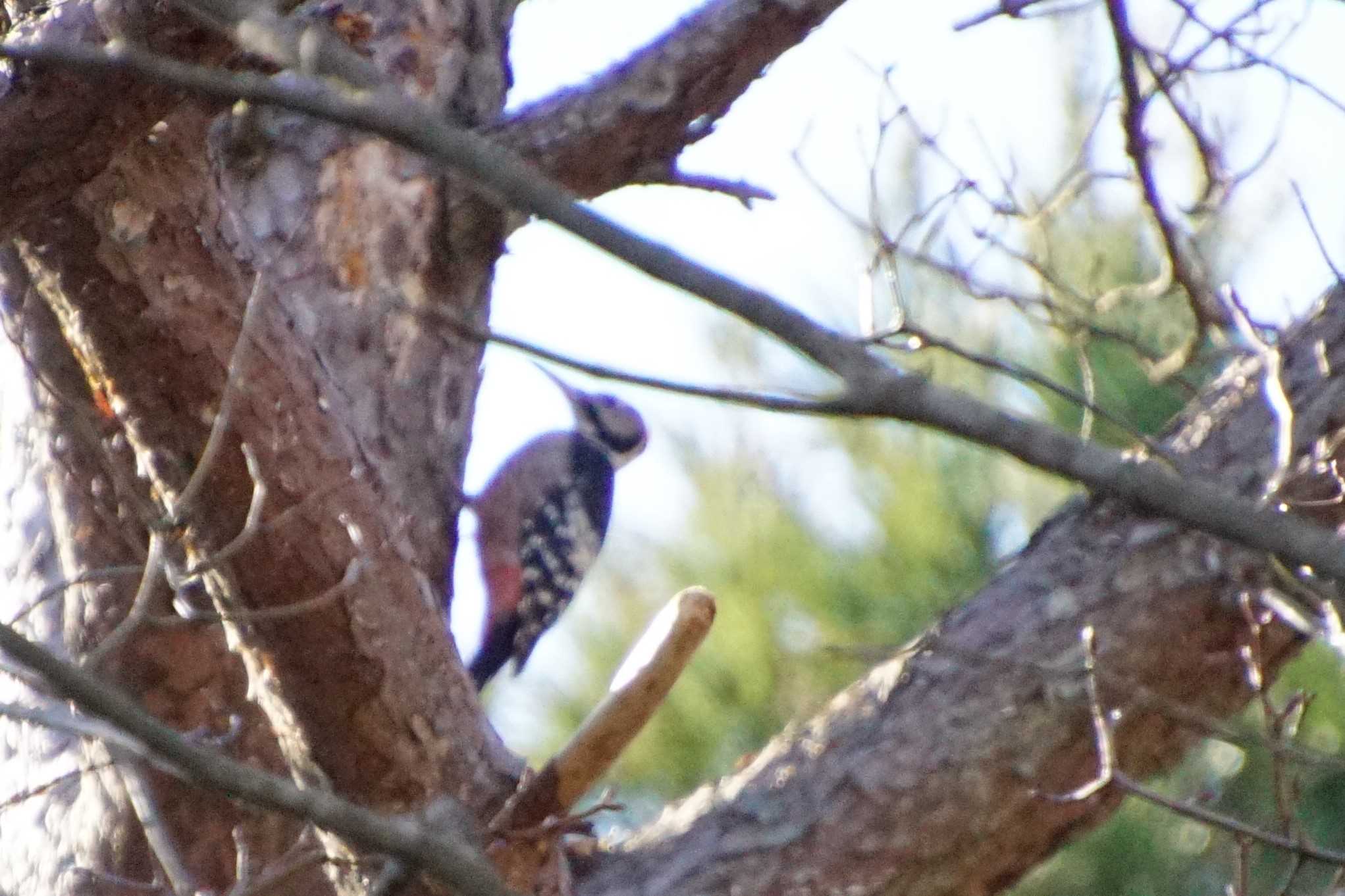 White-backed Woodpecker