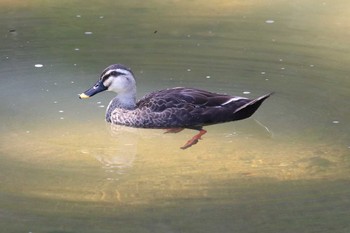 カルガモ 夙川河川敷緑地(夙川公園) 2022年8月18日(木)