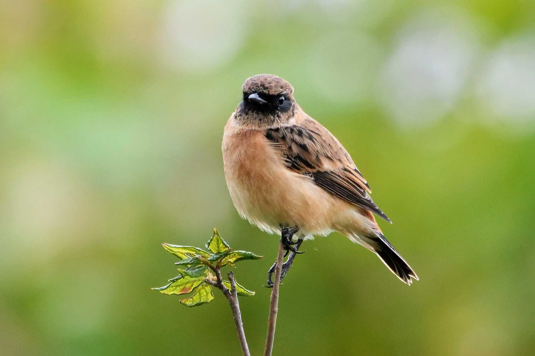 Photo of Amur Stonechat at Kirigamine Highland by でみちん