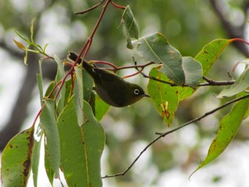 Silvereye パース Unknown Date