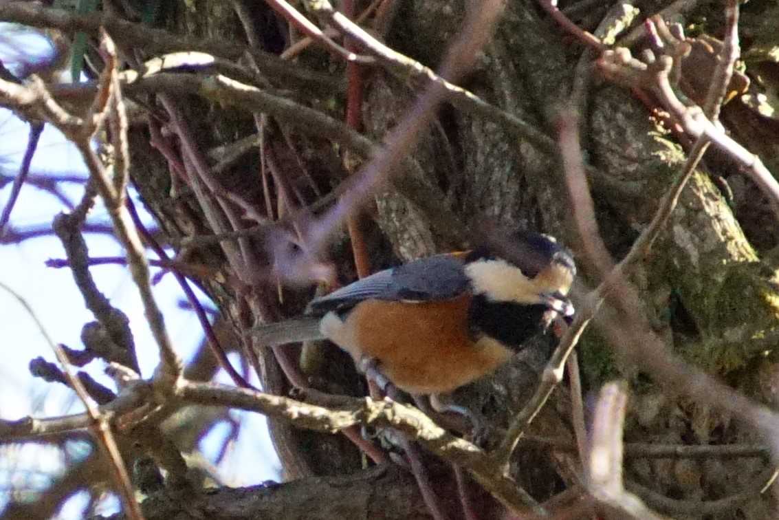 Varied Tit