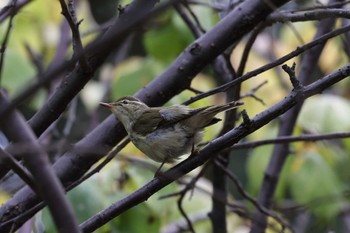 Kamchatka Leaf Warbler 尼崎市農業公園 Sat, 10/8/2022