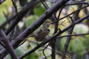 Kamchatka Leaf Warbler 尼崎市農業公園 Sat, 10/8/2022