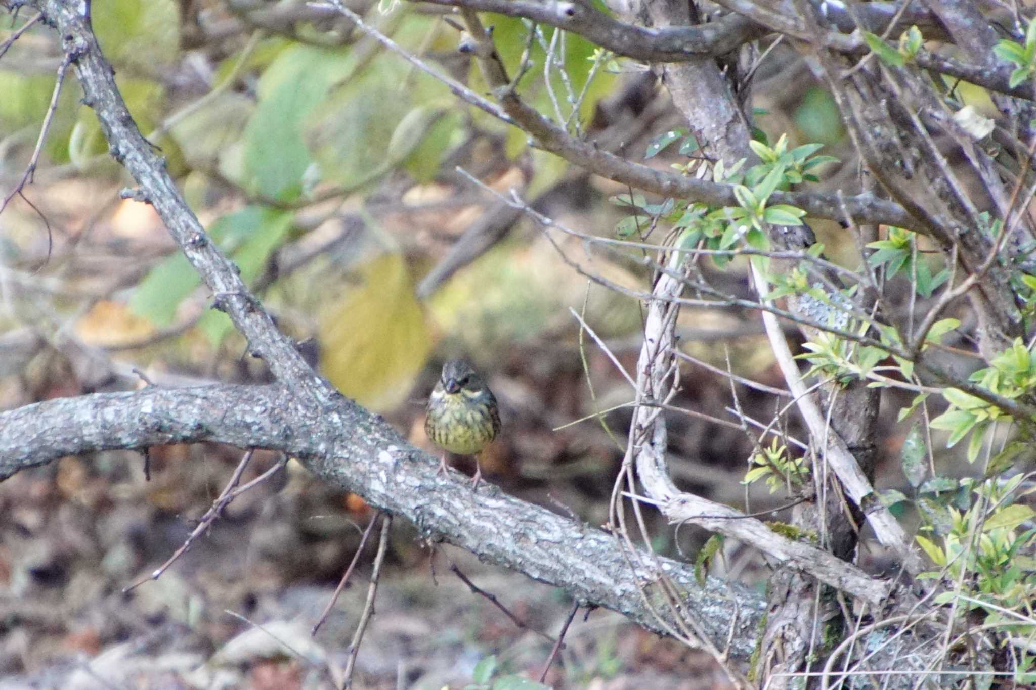 Masked Bunting