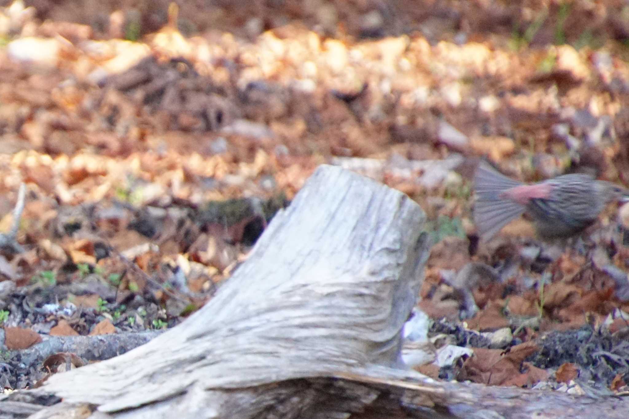 Pallas's Rosefinch