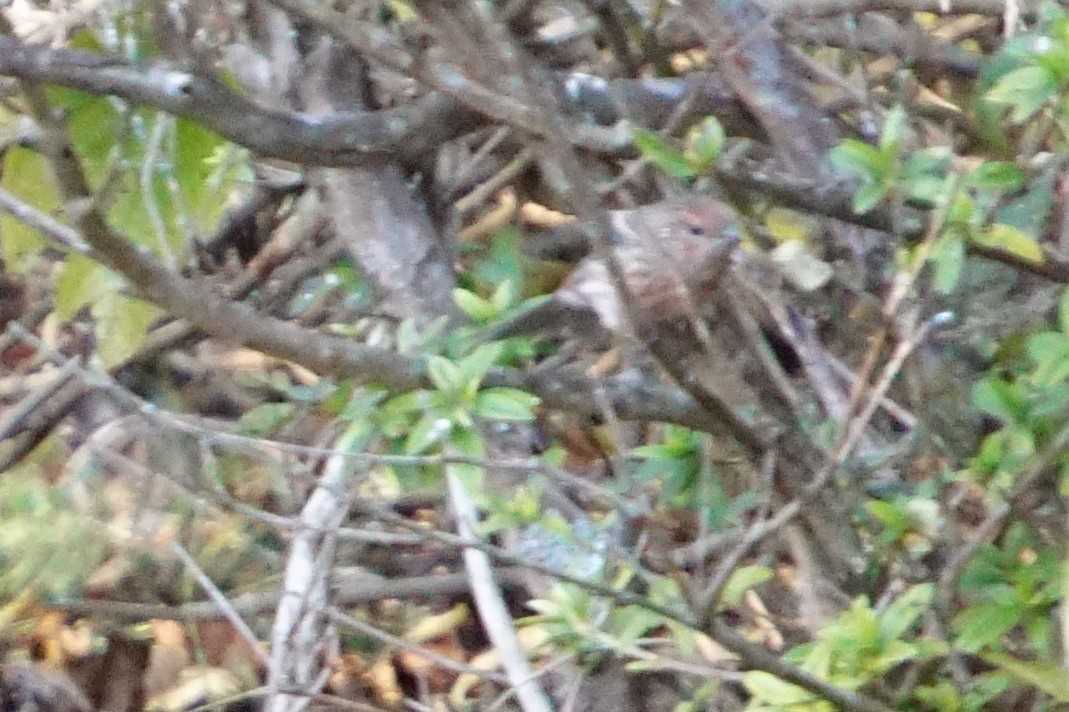 Pallas's Rosefinch