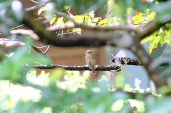 キビタキ 万葉植物園 2022年10月8日(土)