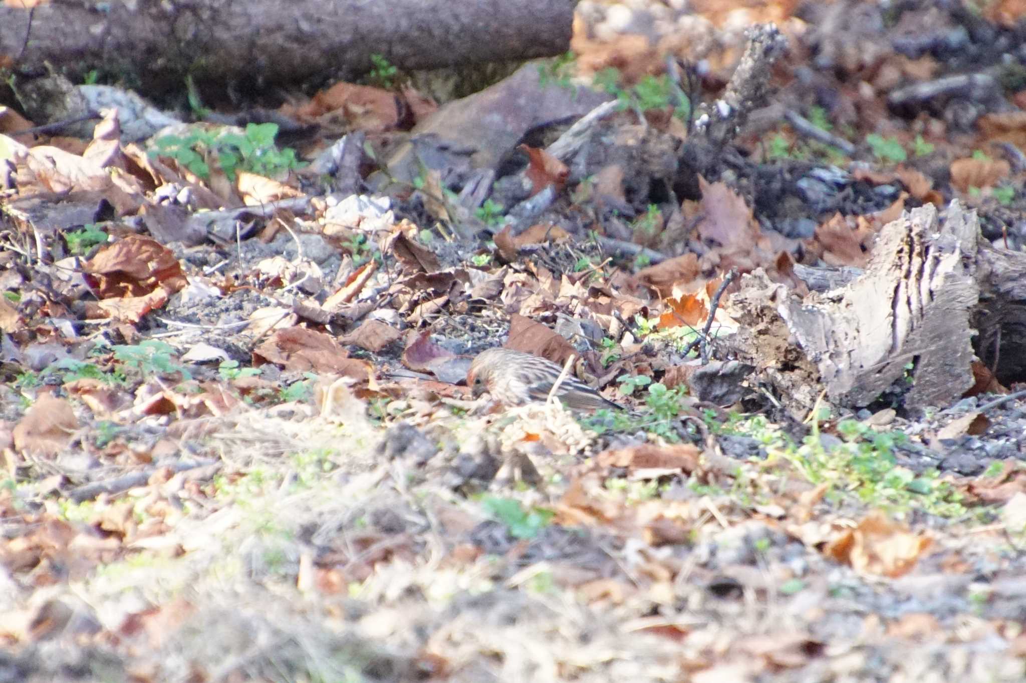 Pallas's Rosefinch