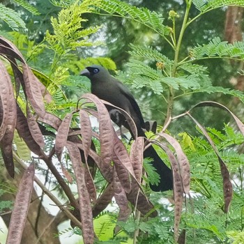 Racket-tailed Treepie Khao Mai Keao Reservation Park Thu, 10/6/2022