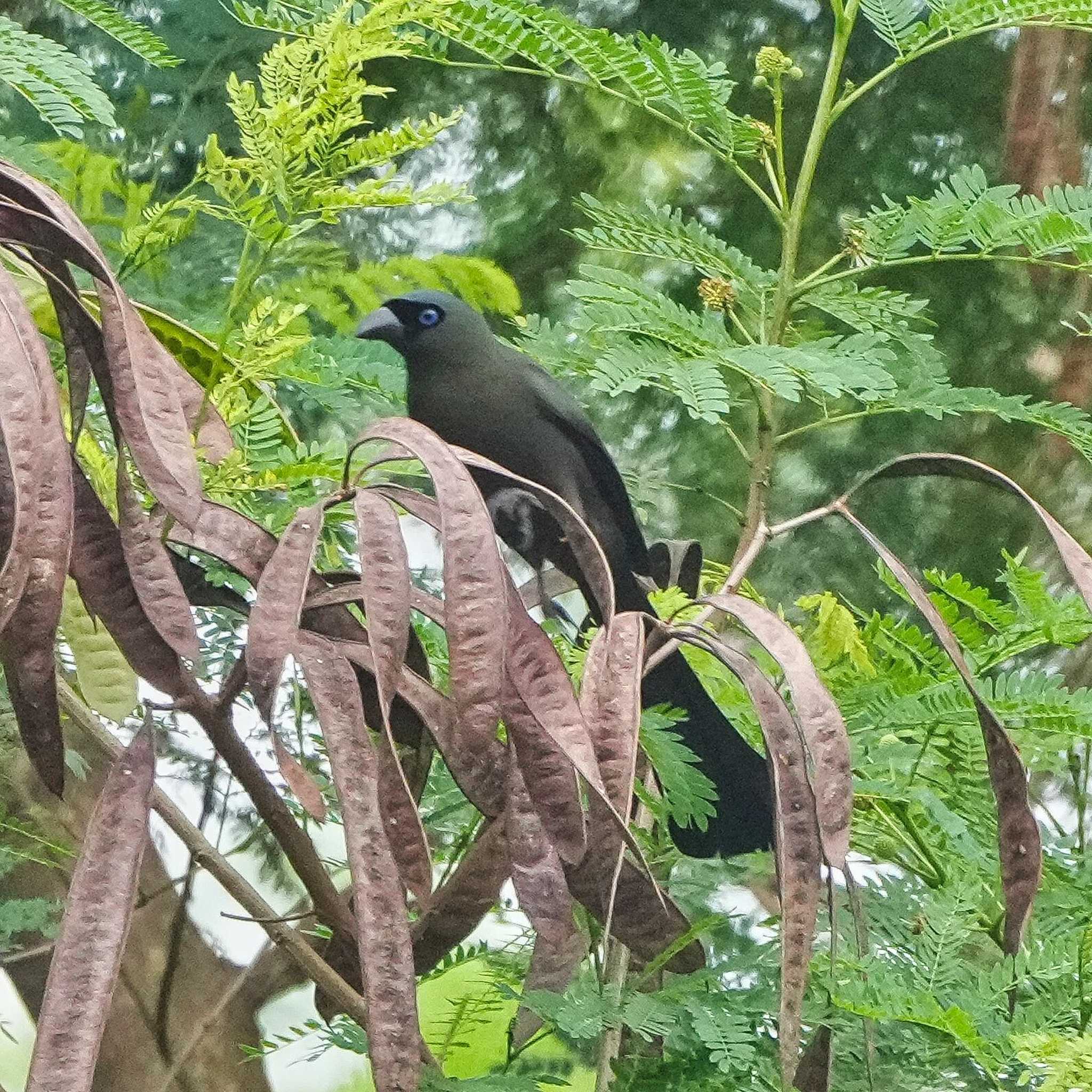 Photo of Racket-tailed Treepie at Khao Mai Keao Reservation Park by span265