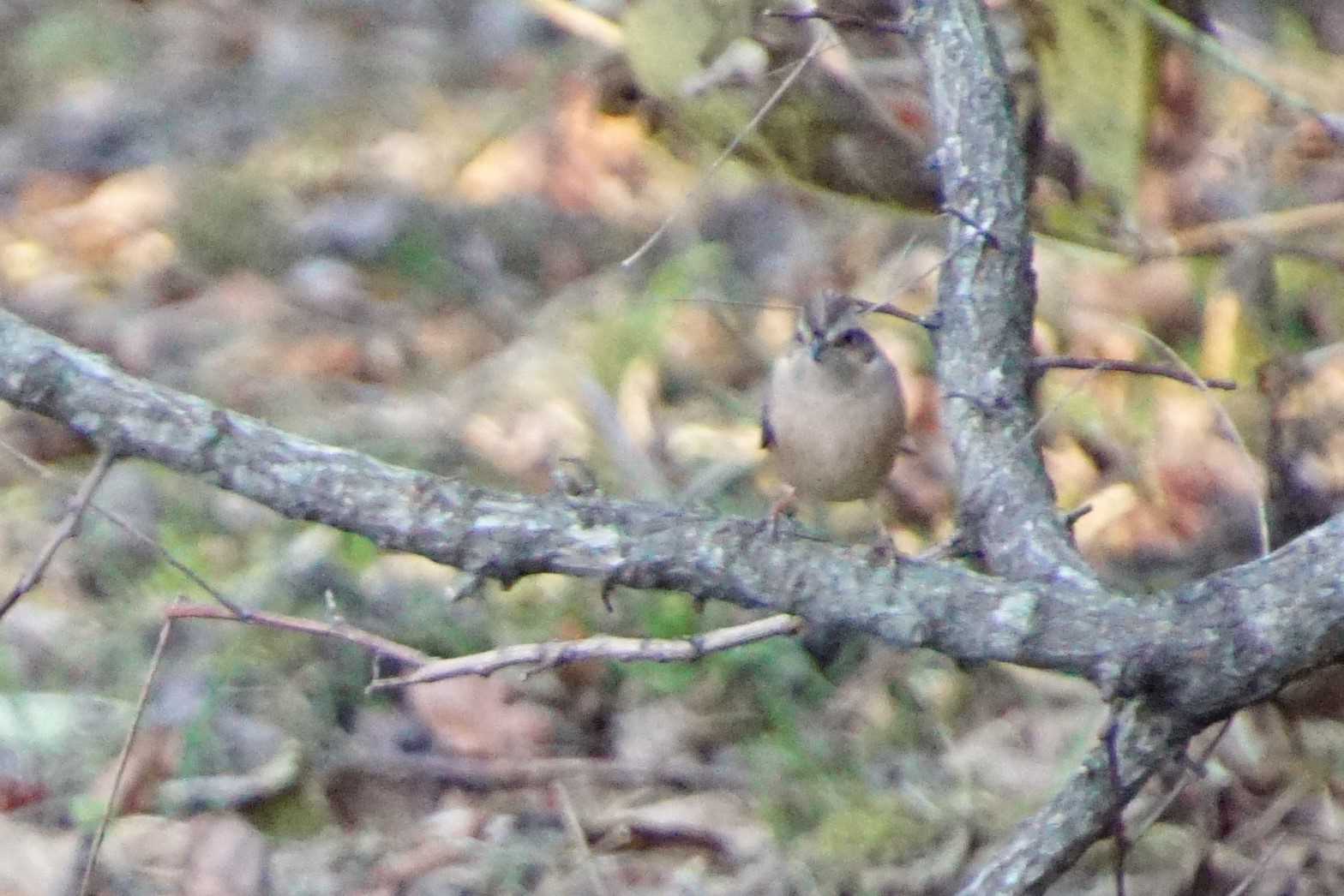 Meadow Bunting