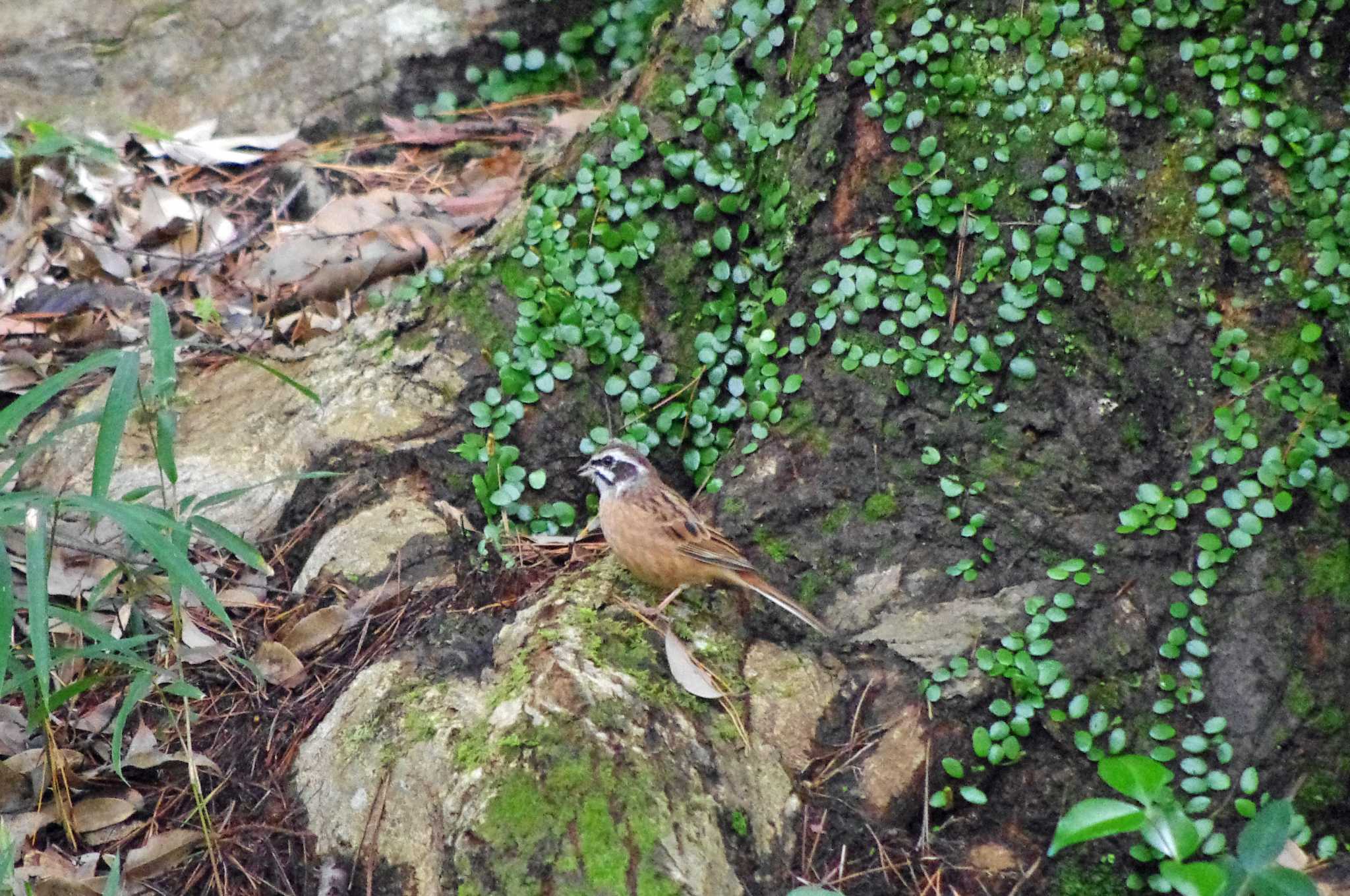 Photo of Meadow Bunting at 再度山 by アカウント10297