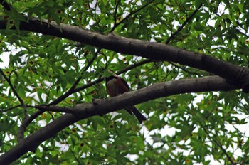 Varied Tit 再度山 Sat, 10/8/2022