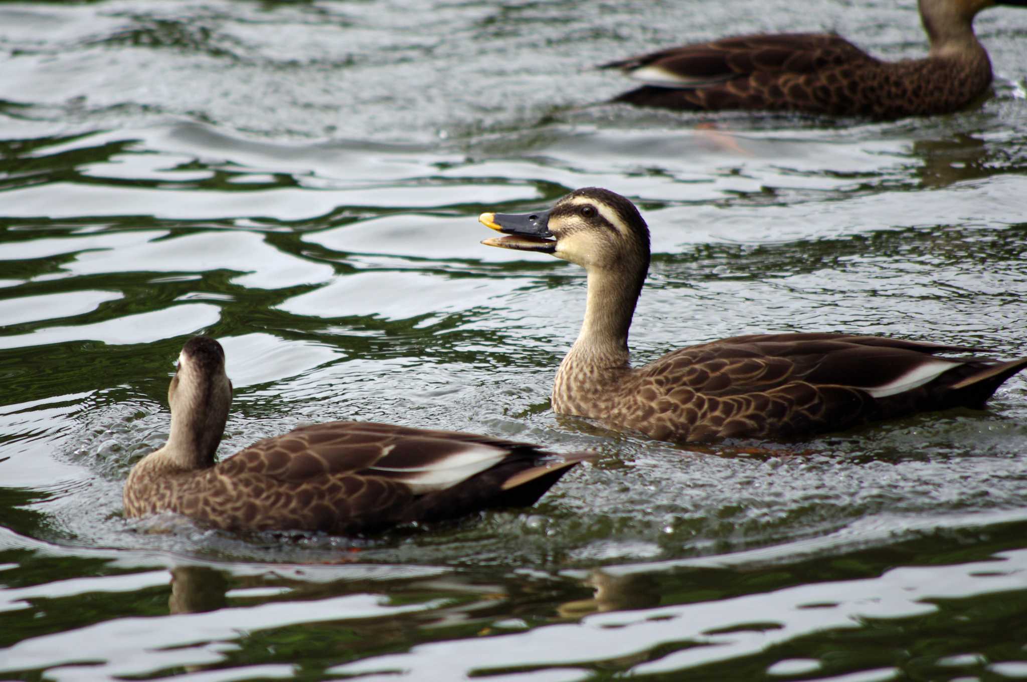 Photo of Eastern Spot-billed Duck at 再度山 by アカウント10297