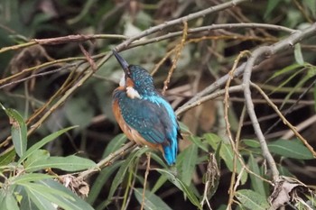 カワセミ 大堀川水辺公園 2022年10月8日(土)