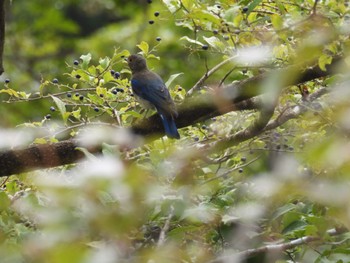 Blue-and-white Flycatcher 御胎内清宏園 Sat, 10/8/2022