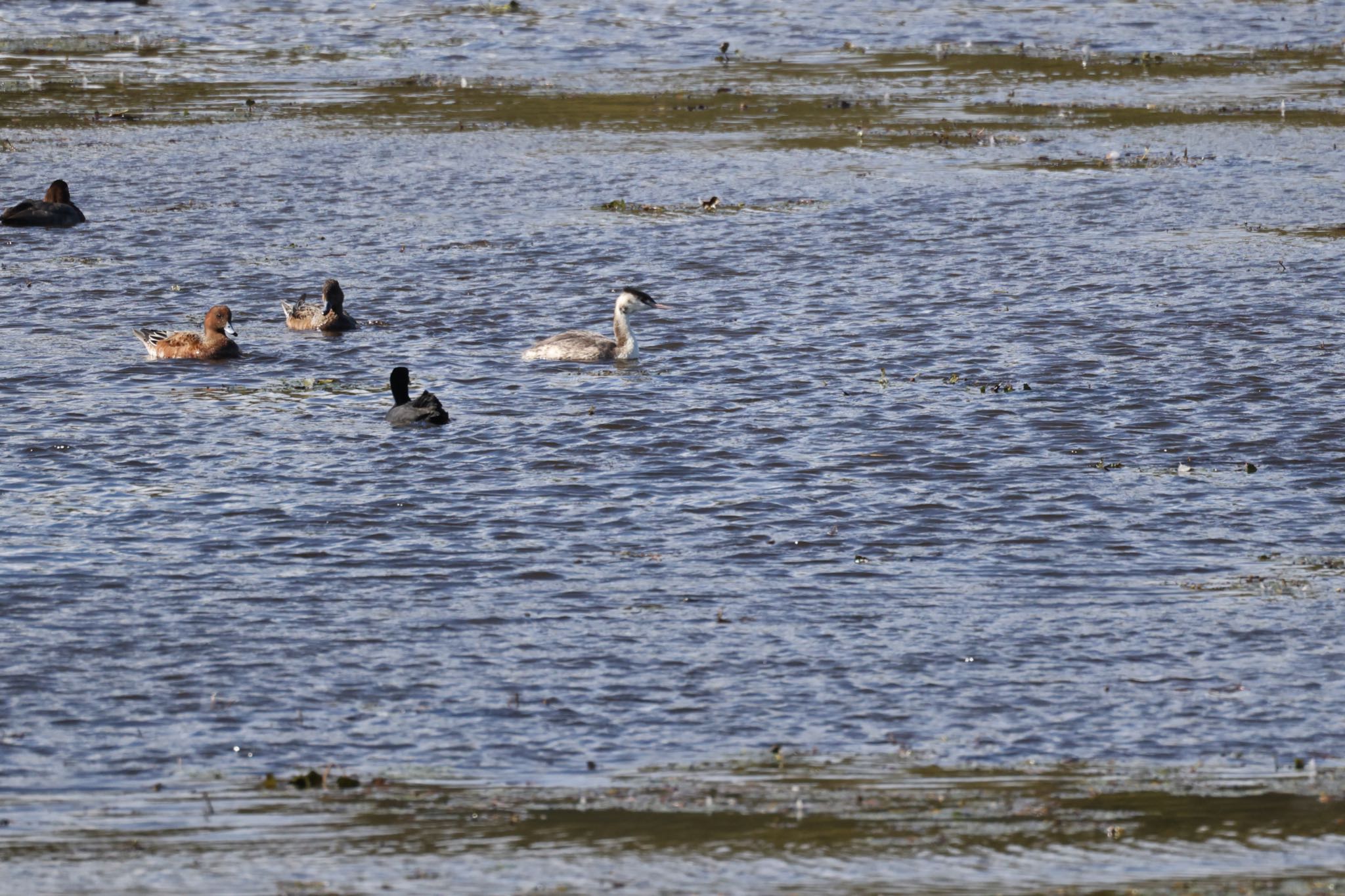 Great Crested Grebe