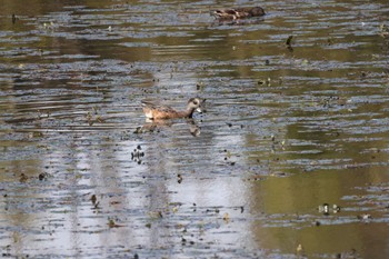 Sat, 10/8/2022 Birding report at 札幌モエレ沼公園