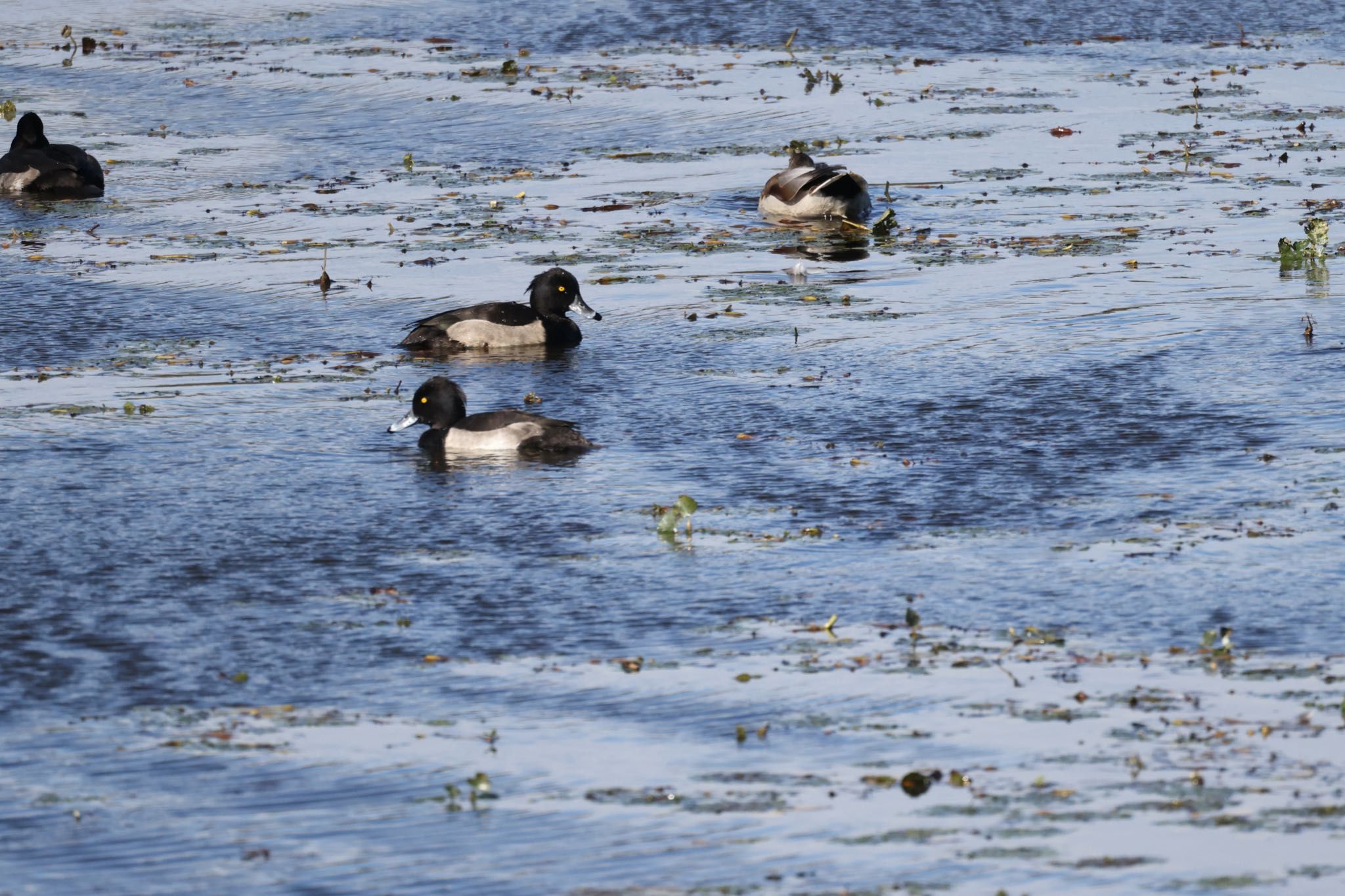 Photo of Tufted Duck at 札幌モエレ沼公園 by will 73