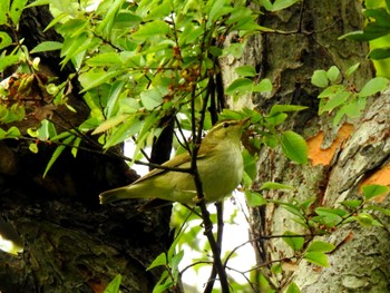 Kamchatka Leaf Warbler Osaka Nanko Bird Sanctuary Sat, 10/8/2022