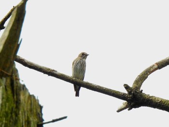 エゾビタキ 大阪南港野鳥園 2022年10月8日(土)