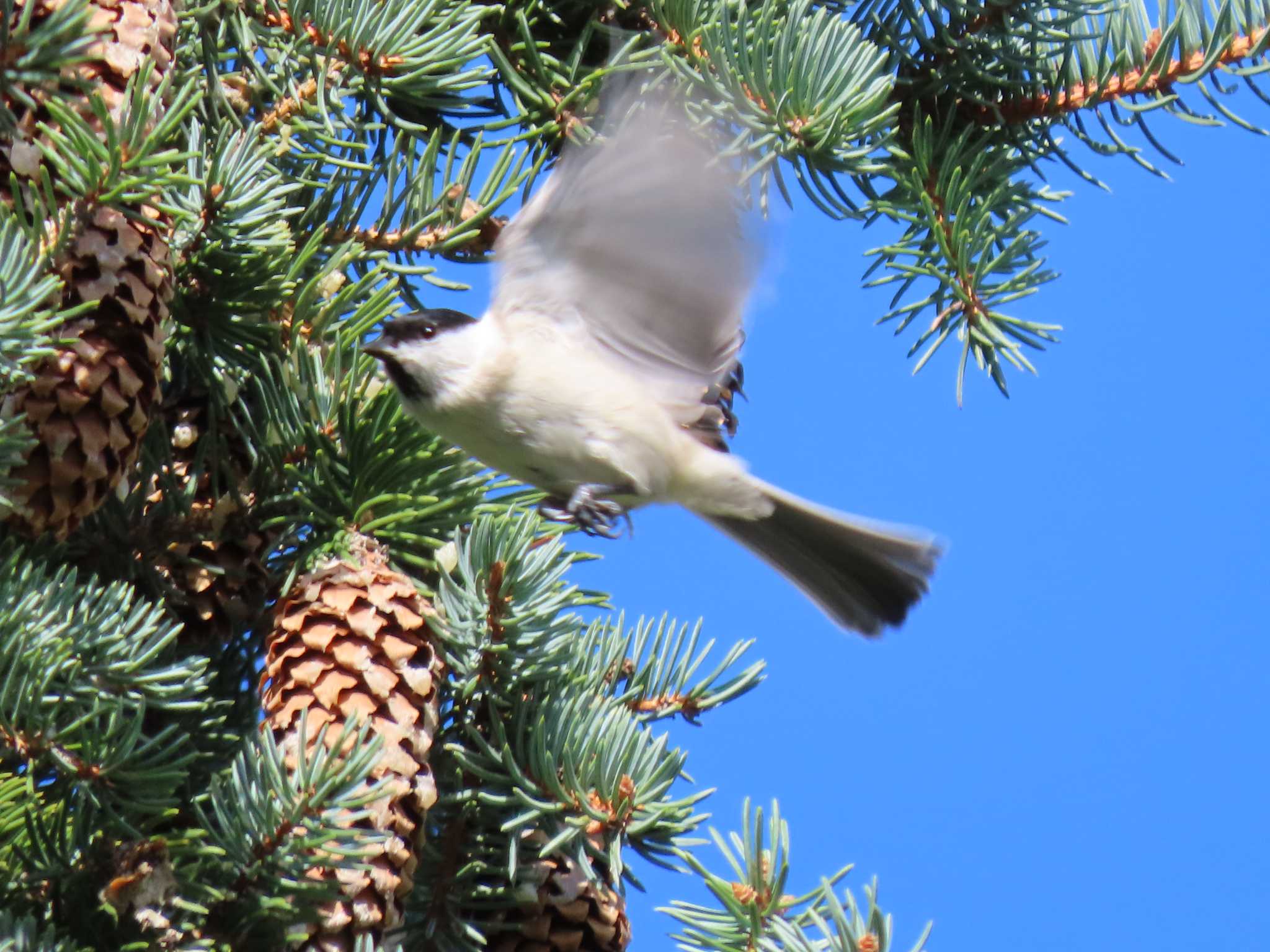 Marsh Tit