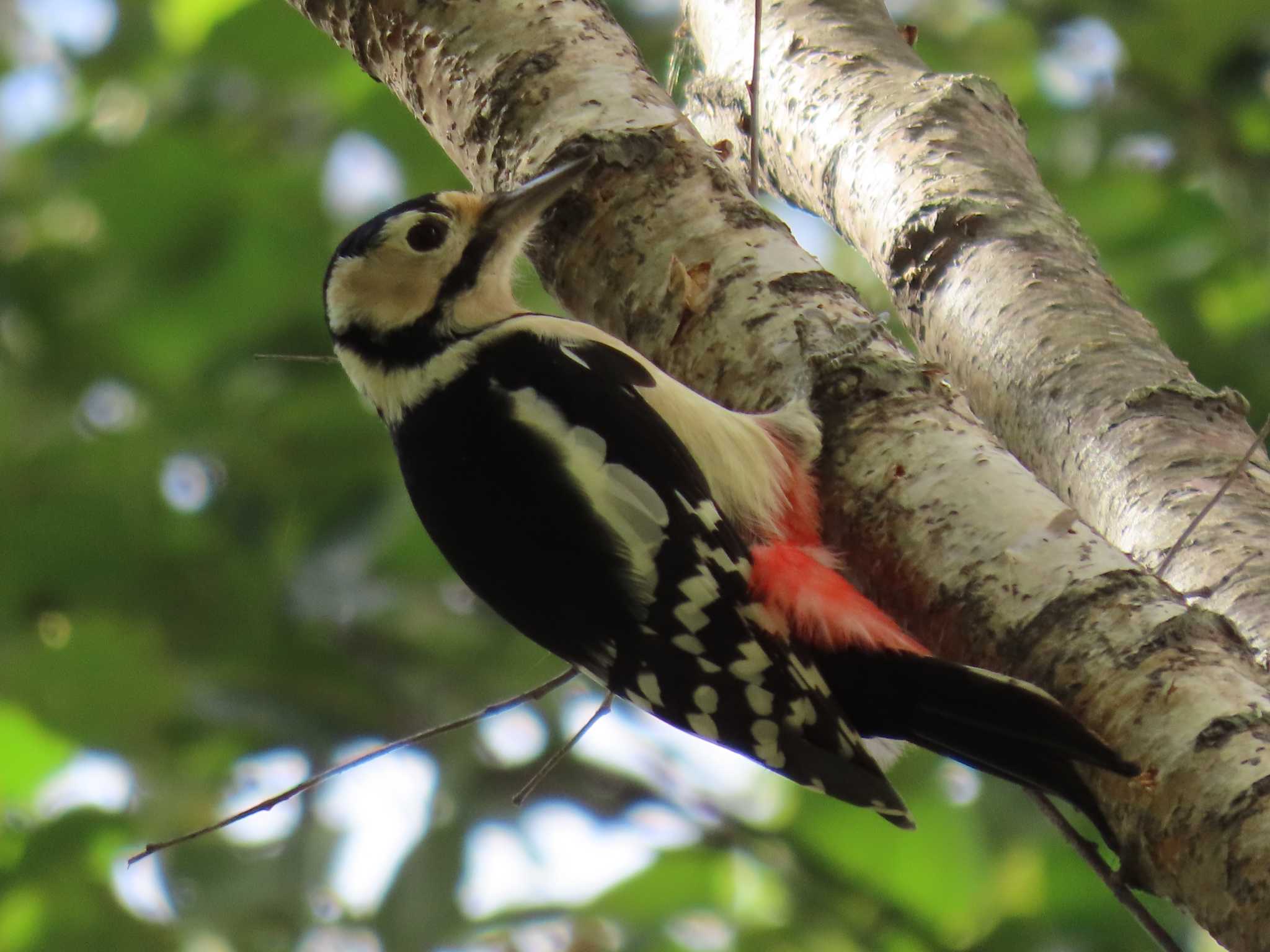 Great Spotted Woodpecker